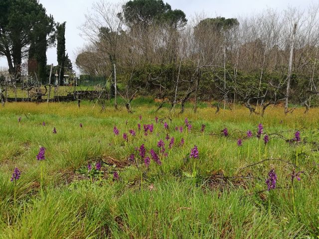 Un Prato di Anacamptis morio